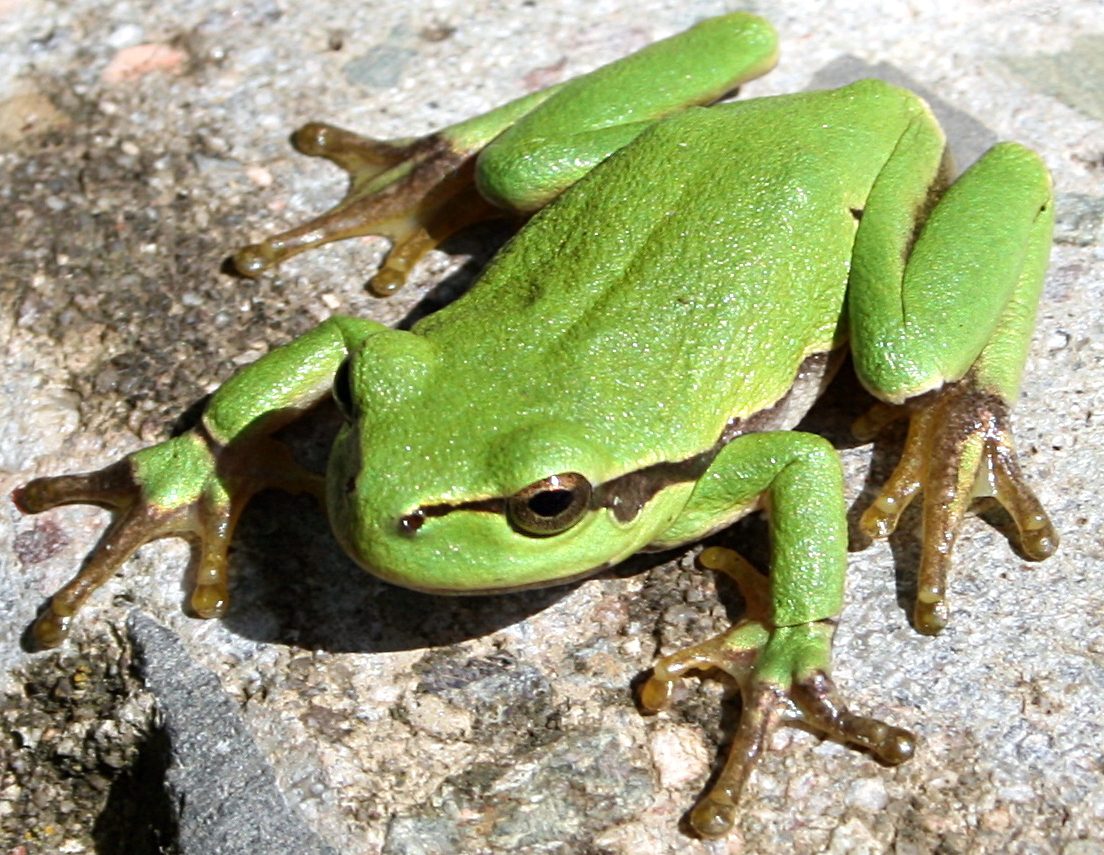 Rainette au cœur de la végétation